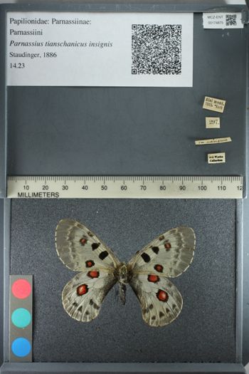 Media type: image;   Entomology 174875